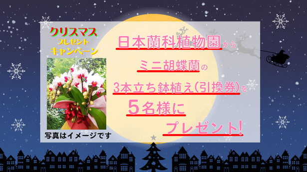 クリスマスプレゼント 日本蘭科植物園