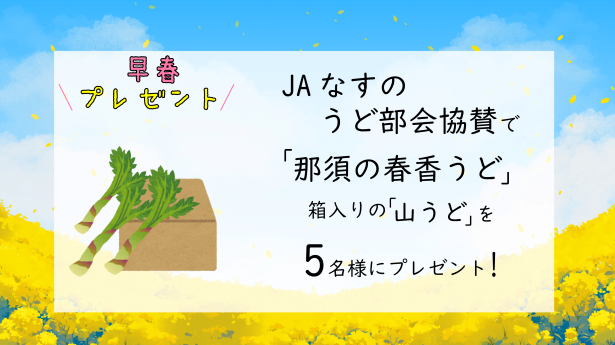 早春プレゼント うど